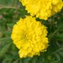 Marigold – Inca Yellow – 4″ Pot